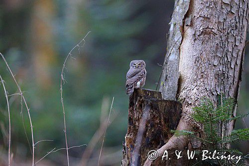 Sóweczka zwyczajna, sóweczka, Glaucidium passerinum