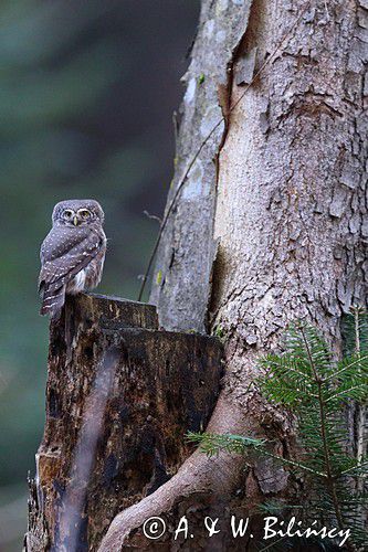 Sóweczka zwyczajna, sóweczka, Glaucidium passerinum