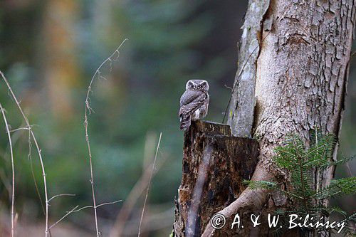 Sóweczka zwyczajna, sóweczka, Glaucidium passerinum, fałszywa szlara