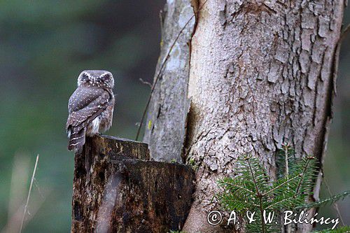 Sóweczka zwyczajna, sóweczka, Glaucidium passerinum, fałszywa szlara