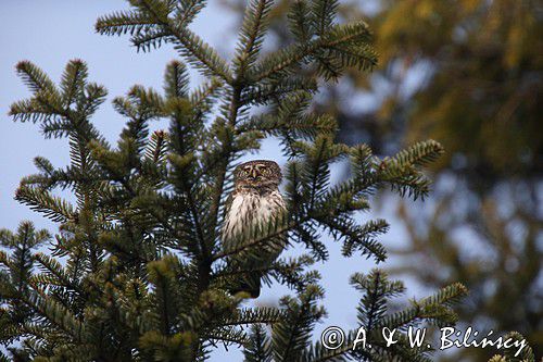 Sóweczka zwyczajna, sóweczka, Glaucidium passerinum