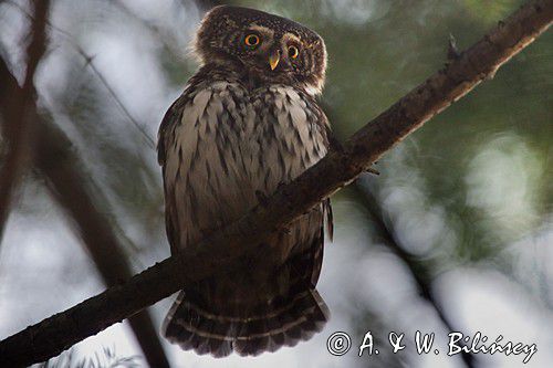 Sóweczka zwyczajna, sóweczka, Glaucidium passerinum