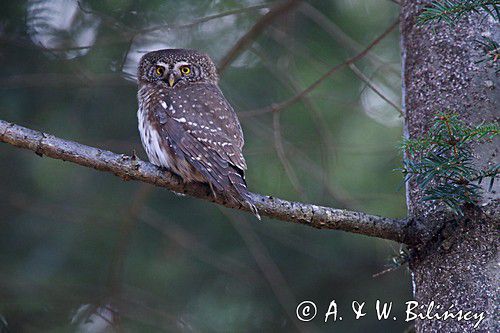 Sóweczka zwyczajna, sóweczka, Glaucidium passerinum