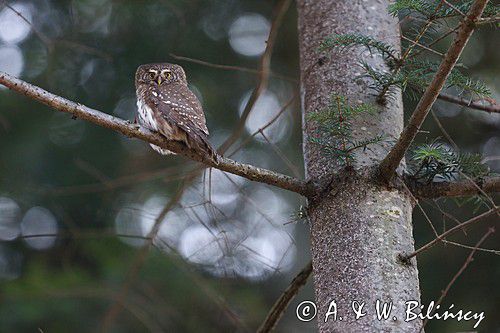 Sóweczka zwyczajna, sóweczka, Glaucidium passerinum