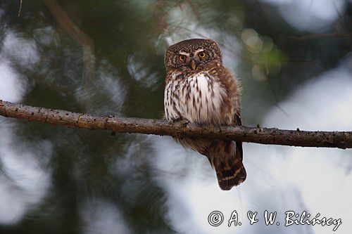 Sóweczka zwyczajna, sóweczka, Glaucidium passerinum