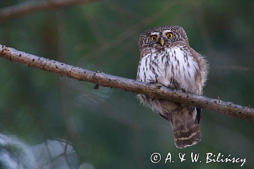 Sóweczka zwyczajna, sóweczka, Glaucidium passerinum