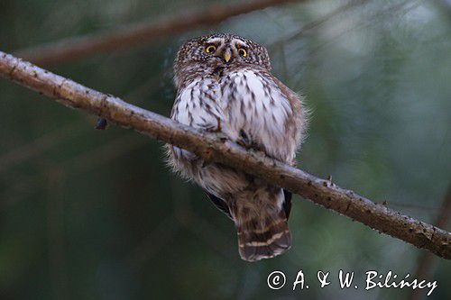 Sóweczka zwyczajna, sóweczka, Glaucidium passerinum