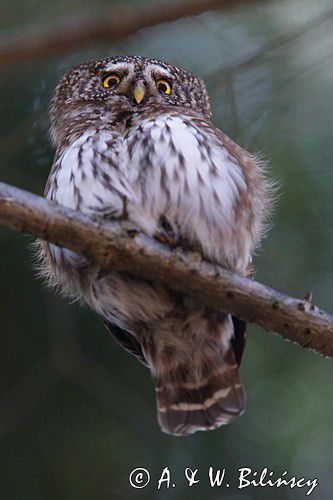 Sóweczka. Glaucidium Passerinum, Pygmy owl, fot A&W Bilińscy