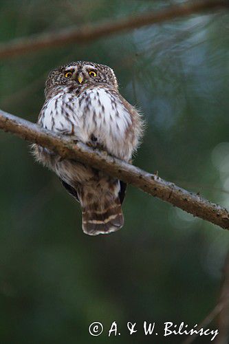 Sóweczka zwyczajna, sóweczka, Glaucidium passerinum