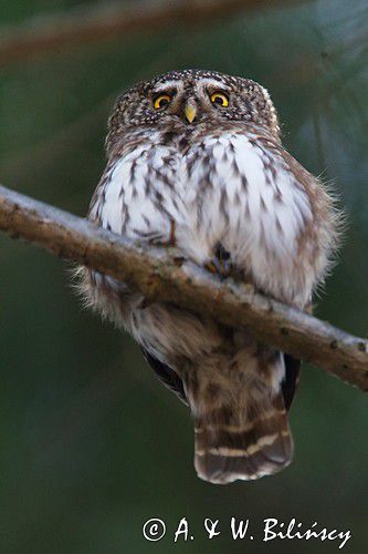 Sóweczka zwyczajna, sóweczka, Glaucidium passerinum