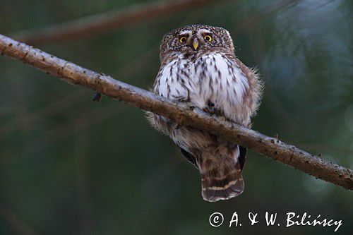 Sóweczka zwyczajna, sóweczka, Glaucidium passerinum