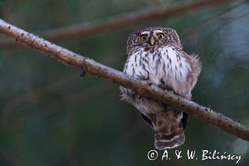 Sóweczka zwyczajna, sóweczka, Glaucidium passerinum