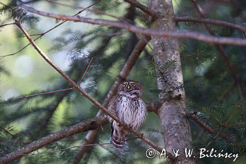 Sóweczka zwyczajna, sóweczka, Glaucidium passerinum