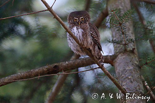 Sóweczka zwyczajna, sóweczka, Glaucidium passerinum