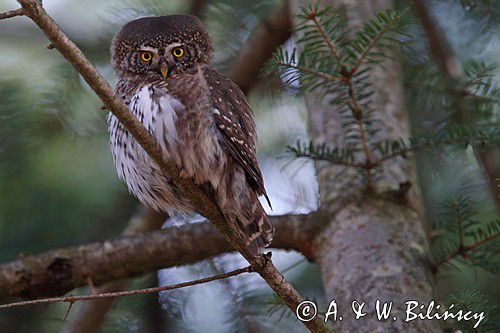 Sóweczka, Eurasian Pygmy Owl, Glaucidium passerinum 