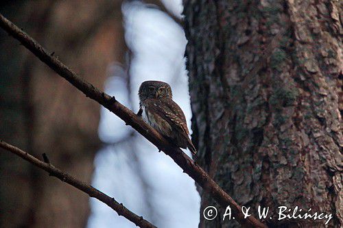 Sóweczka zwyczajna, sóweczka, Glaucidium passerinum