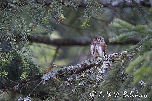 Sóweczka zwyczajna, sóweczka, Glaucidium passerinum