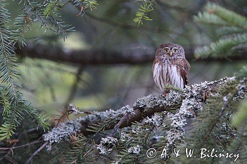Sóweczka zwyczajna, sóweczka, Glaucidium passerinum