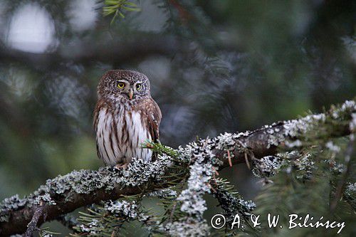 Sóweczka zwyczajna, sóweczka, Glaucidium passerinum