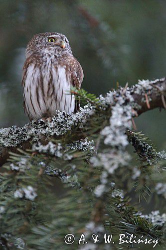 Sóweczka zwyczajna, sóweczka, Glaucidium passerinum