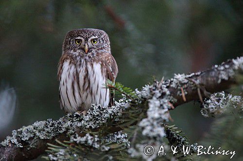 Sóweczka zwyczajna, sóweczka, Glaucidium passerinum