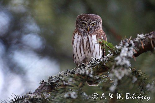 Sóweczka zwyczajna, sóweczka, Glaucidium passerinum