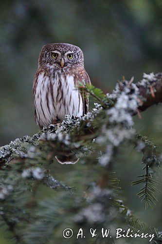 Sóweczka zwyczajna, sóweczka, Glaucidium passerinum