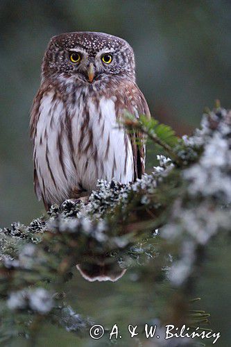 Sóweczka zwyczajna, sóweczka, Glaucidium passerinum