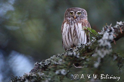 Sóweczka zwyczajna, sóweczka, Glaucidium passerinum