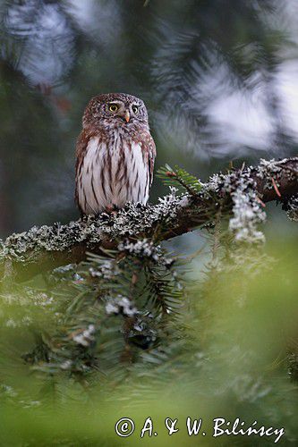 Sóweczka zwyczajna, sóweczka, Glaucidium passerinum