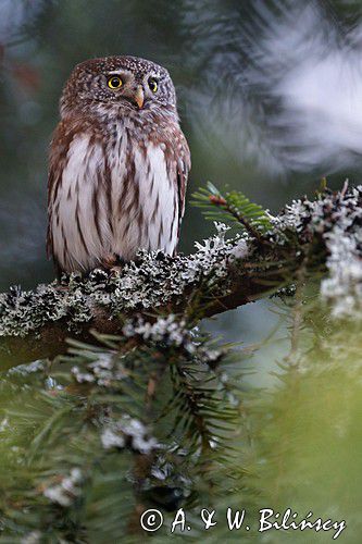 Sóweczka zwyczajna, sóweczka, Glaucidium passerinum