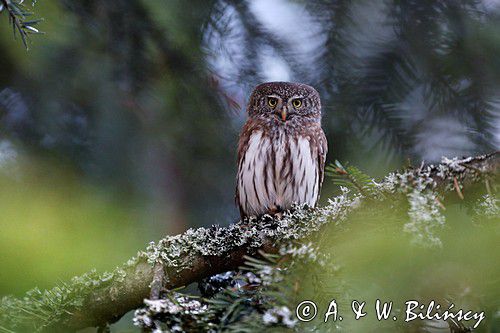 Sóweczka zwyczajna, sóweczka, Glaucidium passerinum