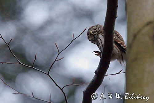 Sóweczka zwyczajna, sóweczka, Glaucidium passerinum