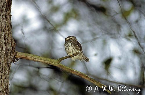 sóweczka, Glaucidium passerinum