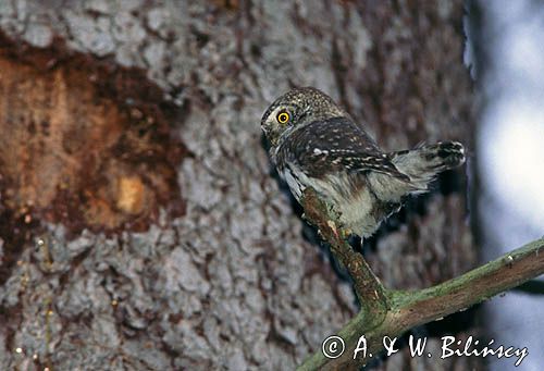 sóweczka, Glaucidium passerinum