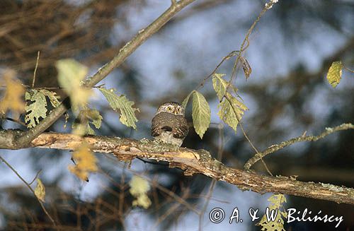 sóweczka, Glaucidium passerinum