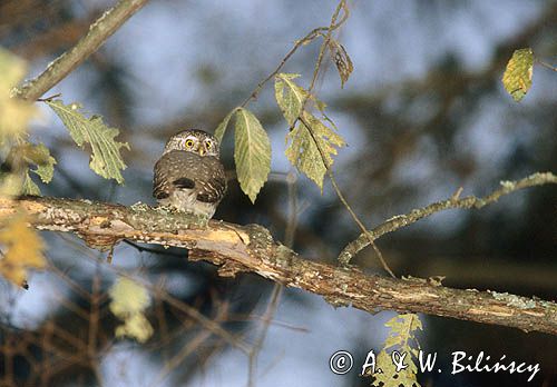 sóweczka, Glaucidium passerinum