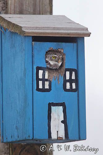 Sóweczka, Glaucidium passerinum, Pygmy owl fot A&W Bilińscy bank zdjęć, fotografia przyrodnicza