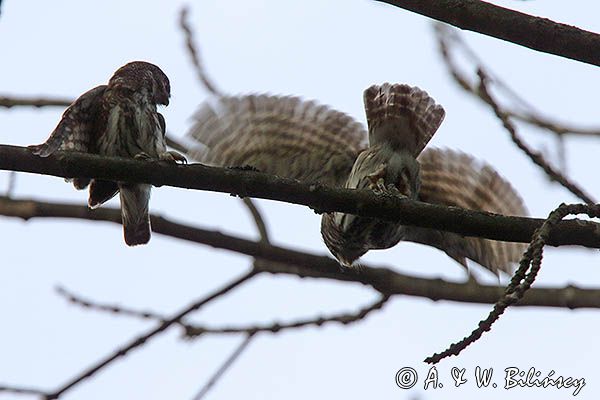 Sóweczka zwyczajna, sóweczka, Glaucidium passerinum