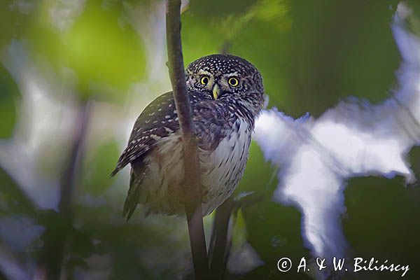 Sóweczka zwyczajna, sóweczka, Glaucidium passerinum