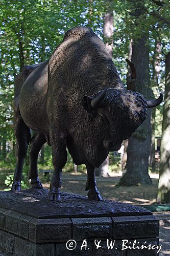 Spała spiżowy pomnik żubra powiat Tomaszów Mazowiecki