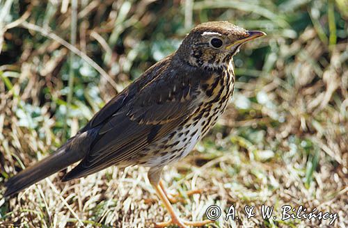 Drozd śpiewak, Turdus philomelos; syn. T. ericetorum, młody osobnik