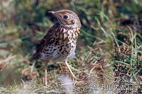 Drozd śpiewak, Turdus philomelos; syn. T. ericetorum, młody osobnik