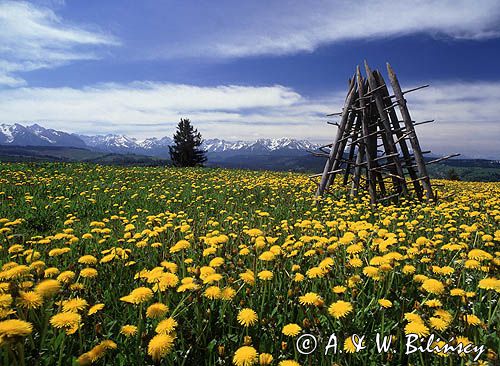 Spisz i Tatry, mlecze i ostrewki