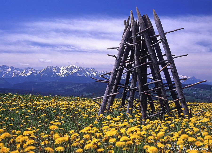 Spisz i Tatry, mlecze i ostrewki