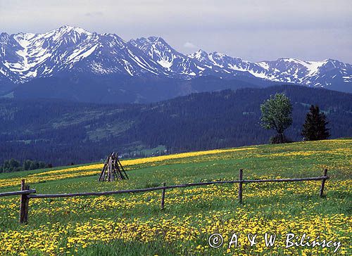 Spisz i Tatry, mlecze i ostrewki, widok z Rzepisk