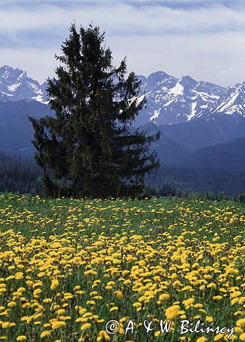 Spisz i Tatry, mlecze i świerk