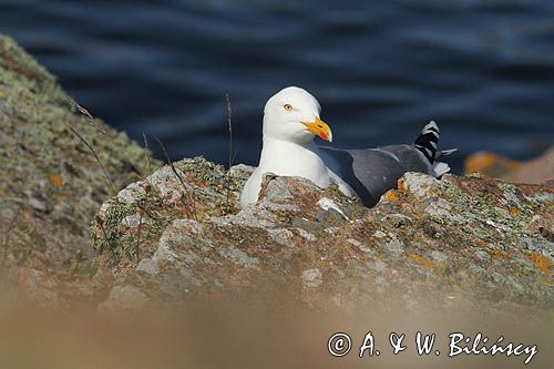 Mewa srebrzysta Larus argentatus