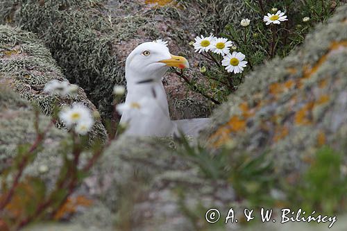Mewa srebrzysta, Larus argentatus