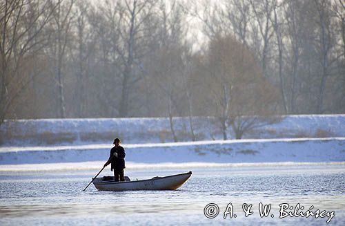 pychówka na Środkowej Wiśle pod Warszawą, Mazowsze